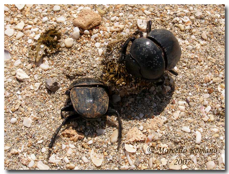 Omaggio allo Scarabaeus semipunctatus (Col., Scarabaeidae)